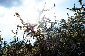Background for greeting card tree branches on a background of blue sky