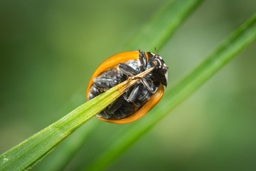 Coccinelle à 7 points sur un brin d'herbe