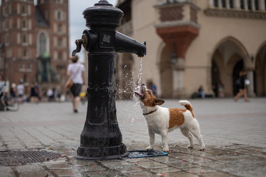 Dog plays with a city fountain. Pet in the old town. Cheerful and happy Jack Russell Terrier