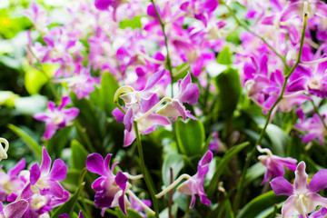 Obraz premium Purple flowers in the backyard