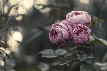 Rose in Pink, Licht, Bokeh