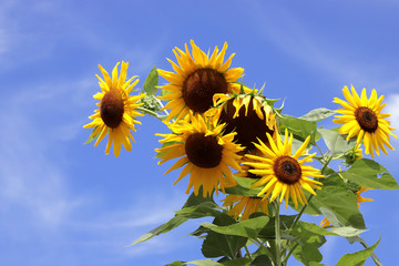 fiori di girasole con cielo azzurro, sunflower blossoms with blue sky