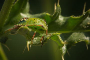 Nymphe de punaise verte sur une feuille