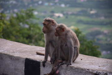 Fototapeta premium Monkey