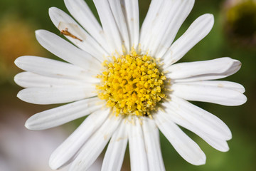 Camomile flower. Nature. White, wild