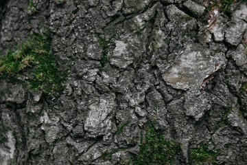Texture macro old birch covered with green moss
