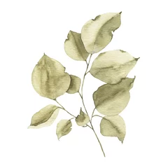 Fototapeten Aquarellgrün Blumenblattpflanze Waldkraut Frühlingsflora isoliert © madiwaso