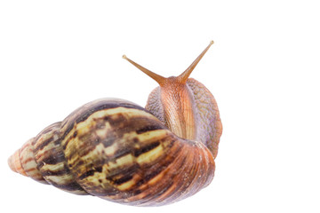 The Snail
