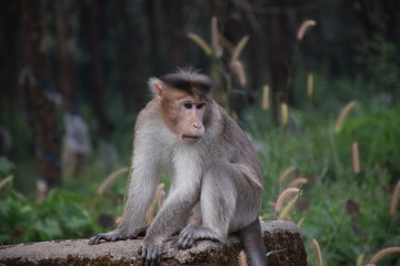 Monkey