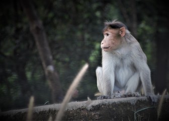 Monkey