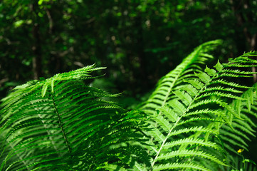 Large green leaves of fern in the forest close-up