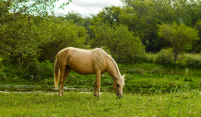 Obraz premium Potro manso pastando sobre el césped en el río