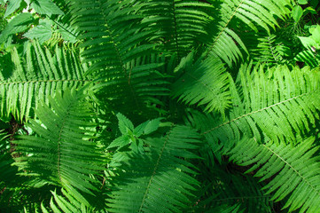 Large green leaves of fern in the forest close-up