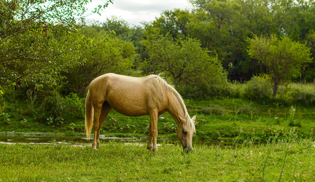 Potro manso pastando sobre el c&eacute;sped en el r&iacute;o