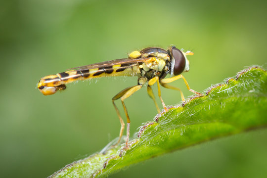 Syrphe sur un brin d'herbe