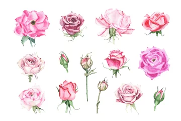 Muurstickers Rozen Collectie van aquarel roze kastanjebruin paars rode rozen bud bloem
