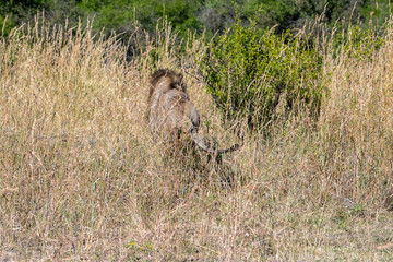 Lions walking away in tall grass