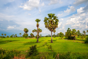 Fototapeta na wymiar Rural Asian landscape with palm trees and rice fields.