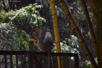 Monkey