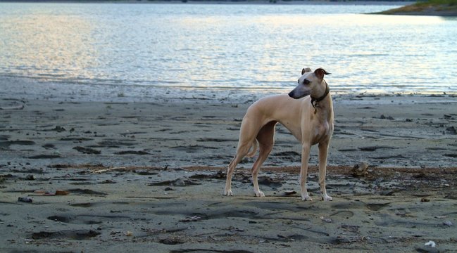 Whipet breed dog standing on the bank of a river