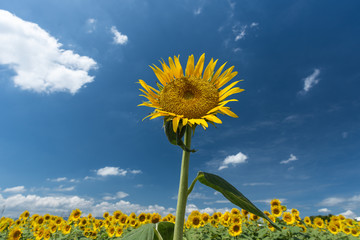 A Sunflower grows up toward the sun. A big sunflower blooms in front of other sunflowers. August in Japan.
