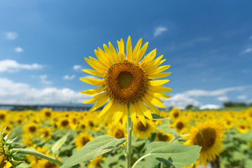 Sunflower background. Close up sunflower and blue sky. Japan