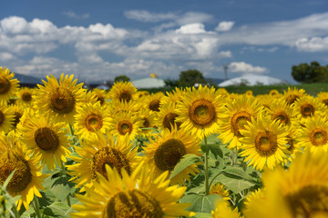 Sunflowers and clouds in the rural landscape. Full blooming sunflowers and blue sky with clouds. Japan
