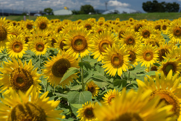 Sunflower field and a lot of sunflowers. Yellow and green background. August in Japan.