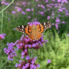 Butterfly on Flower#2
