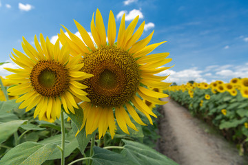 A pair of sunflowers is blooming. Two close up sunflowers and rural background. August Japan.