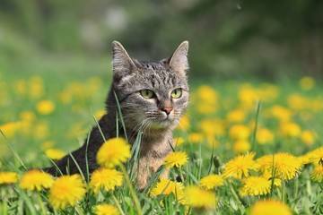 Naklejka na ściany i meble Beautiful tabby cat in the blooming meadow. Felis silvestris catus. beautiful european cat in the grass M