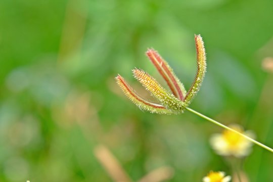 Beautiful close up shot of Crowfoot grass (finger comb grass, Egyptian grass) with blurred background.