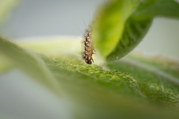 Chenille sur une feuille