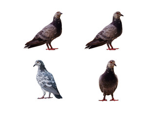 pigeons isolated collection with clipping path