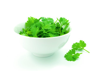 Fototapeta premium fresh coriander in white bowl