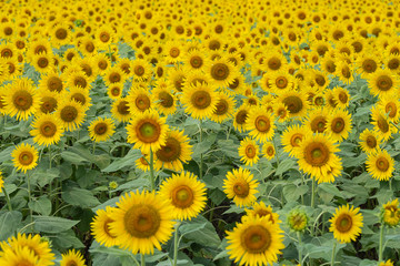 Fototapeta na wymiar A lot of full blooming sunflowers. Sunflowers are blooming densely in the field. Summer August in Japan.