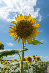 A Sunflower grows up toward the sun. A big sunflower blooms in front of other sunflowers. August in Japan.