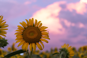 A close up sunflower and beautiful sunset sky background. Japan