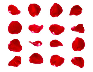 red rose petals isolated - obrazy, fototapety, plakaty