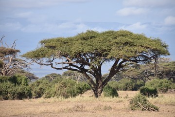 Mature Acacia Tree, Amboseli National Park, Kenya