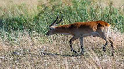 Bachelor impala