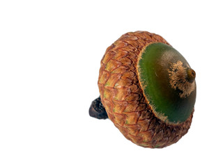 Acorn on white background