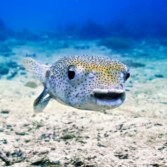 Underwaterphoto of a cute and smiling pufferfish © Johan