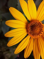 yellow flower on green background