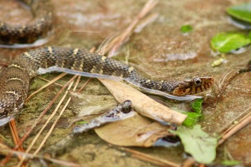 Swimming Snake