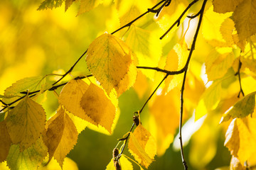 Autumn birch leaves shine in the sun.