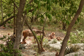 A baby moose was searching for food in the forest