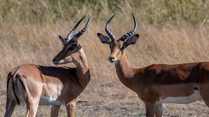 Bachelor impala