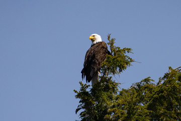 bald eagle perched on fir tree on Vancouver Island