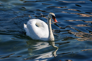 Swan on Lake Como (Italy)